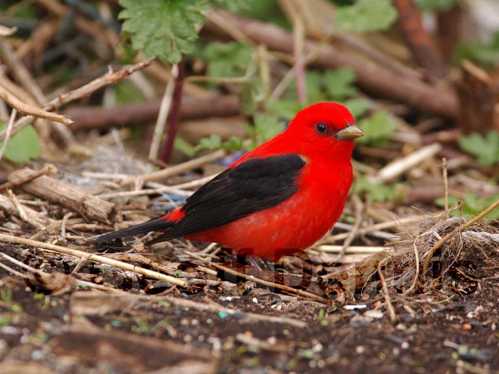 SCTA-AZ_Scarlet-Tanager