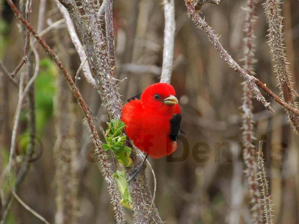SCTA-BA_Scarlet-Tanager