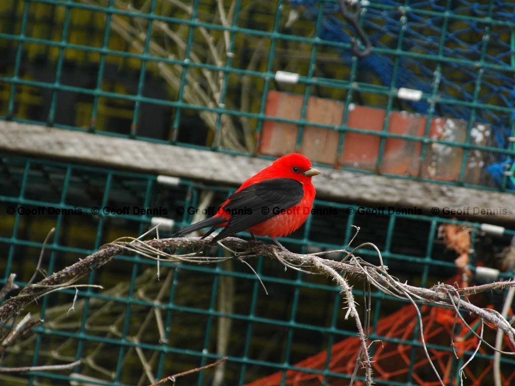SCTA-BB_Scarlet-Tanager