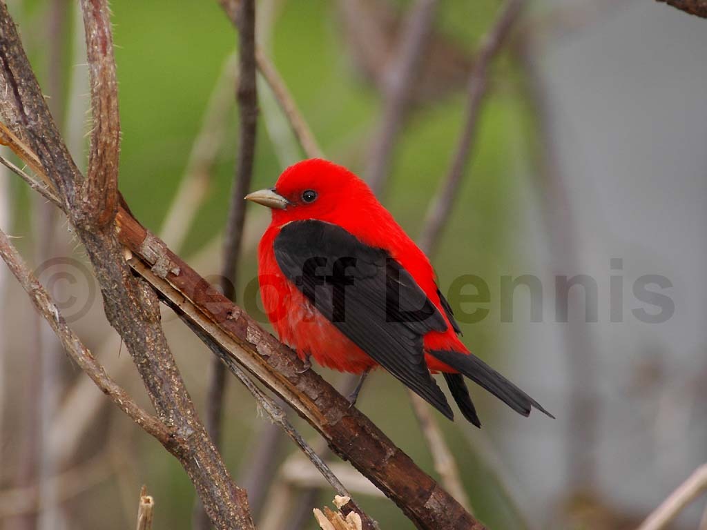 SCTA-BC_Scarlet-Tanager