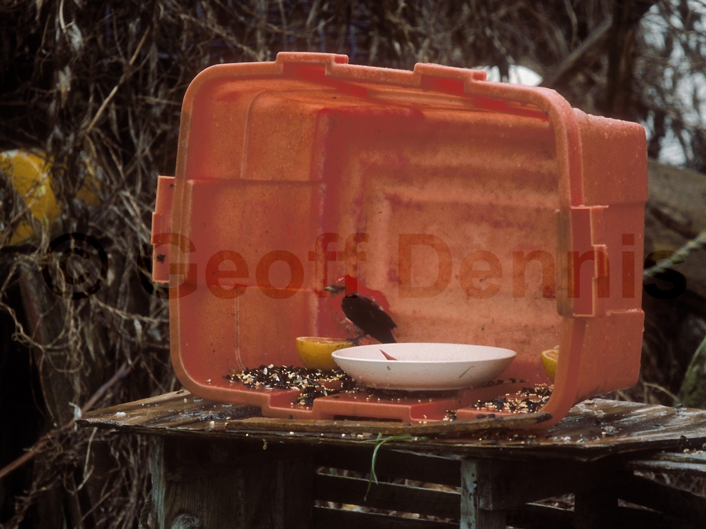 SCTA-BD_Scarlet-Tanager