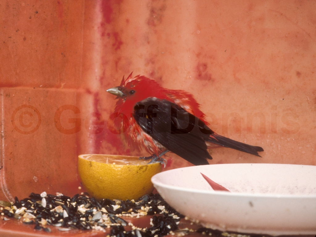 SCTA-BE_Scarlet-Tanager