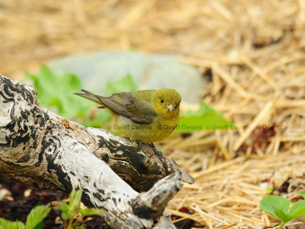SCTA-BF_Scarlet-Tanager