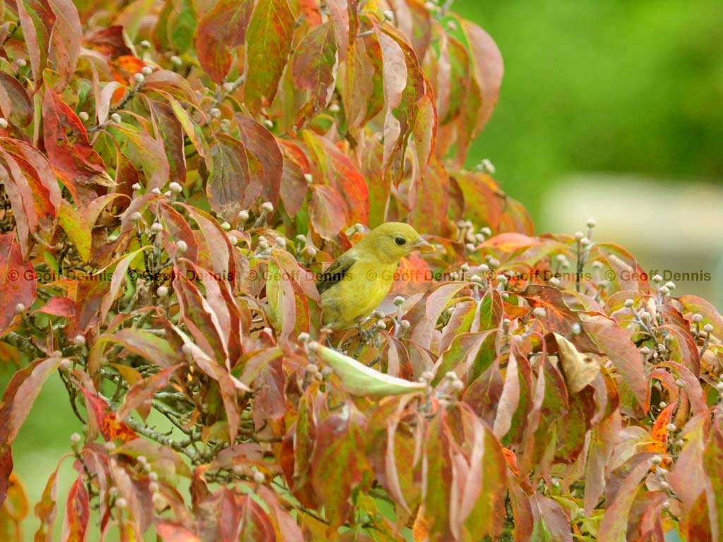 SCTA-BG_Scarlet-Tanager