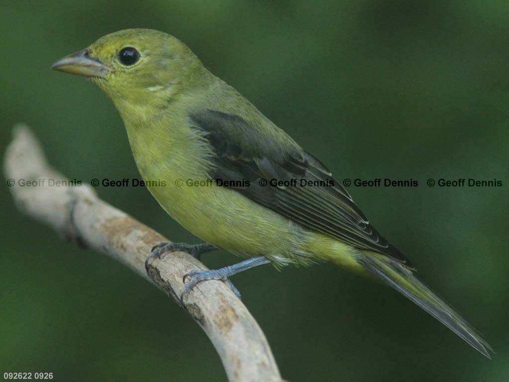 SCTA-BI_Scarlet-Tanager