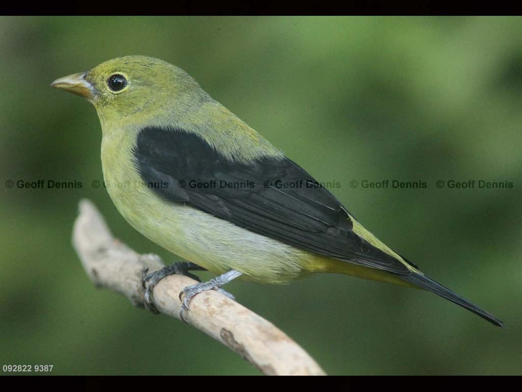 SCTA-BJ_Scarlet-Tanager