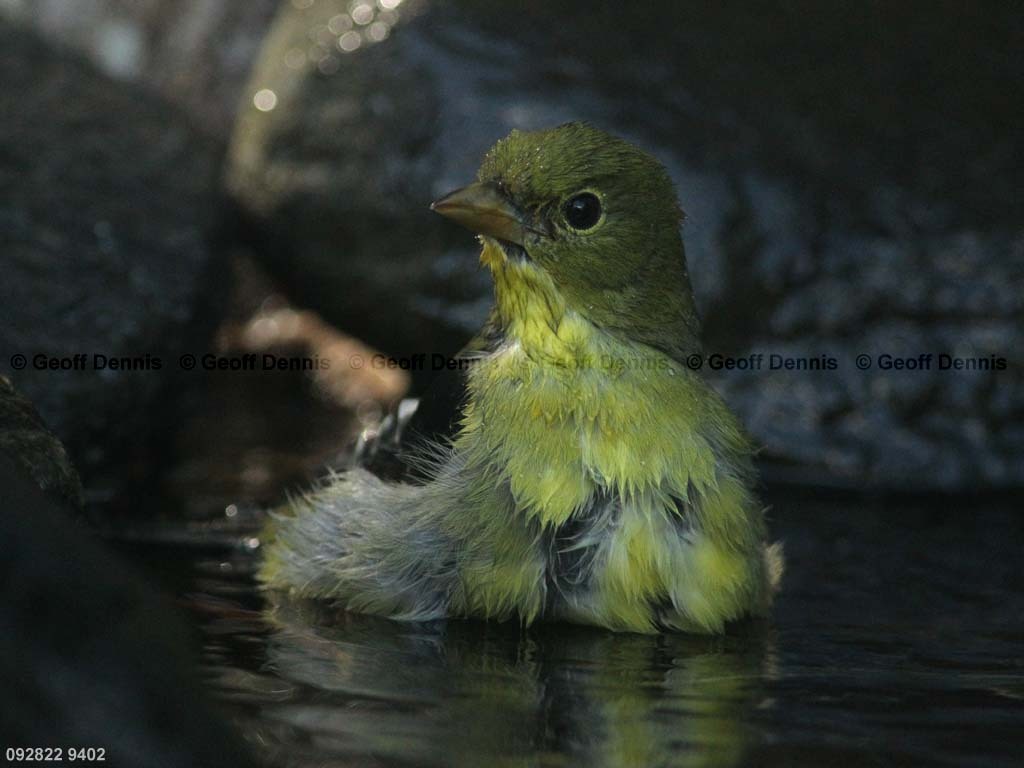 SCTA-BK_Scarlet-Tanager