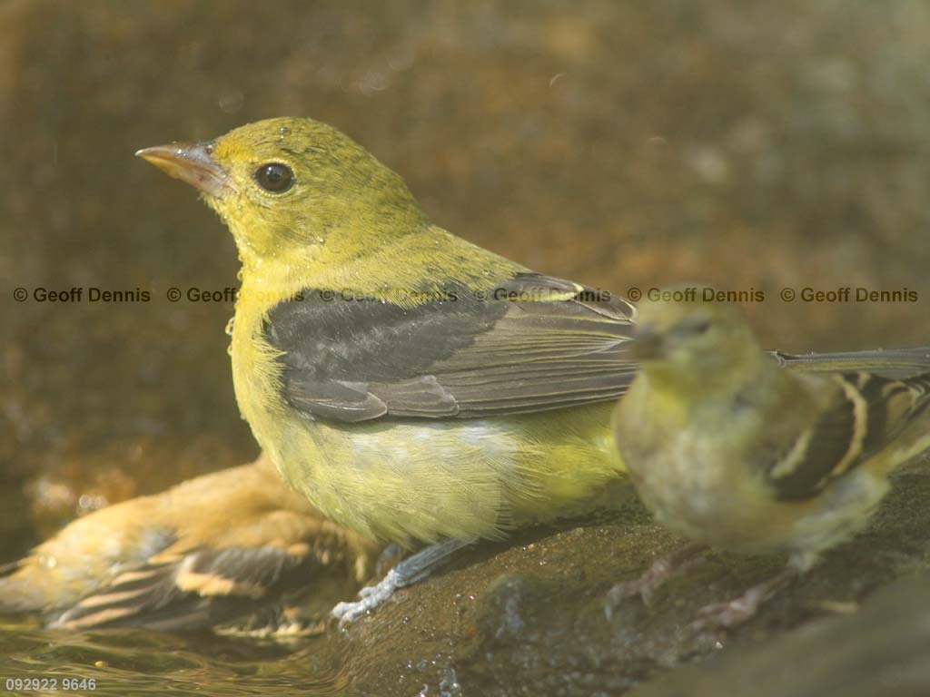 SCTA-BL_Scarlet-Tanager
