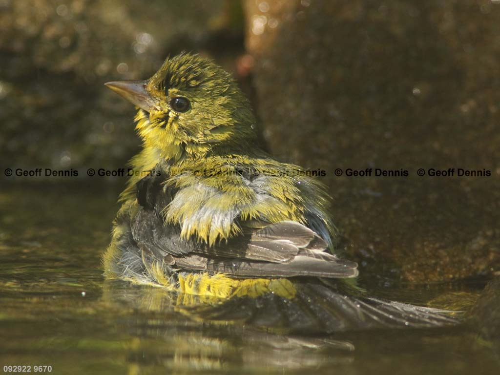 SCTA-BM_Scarlet-Tanager