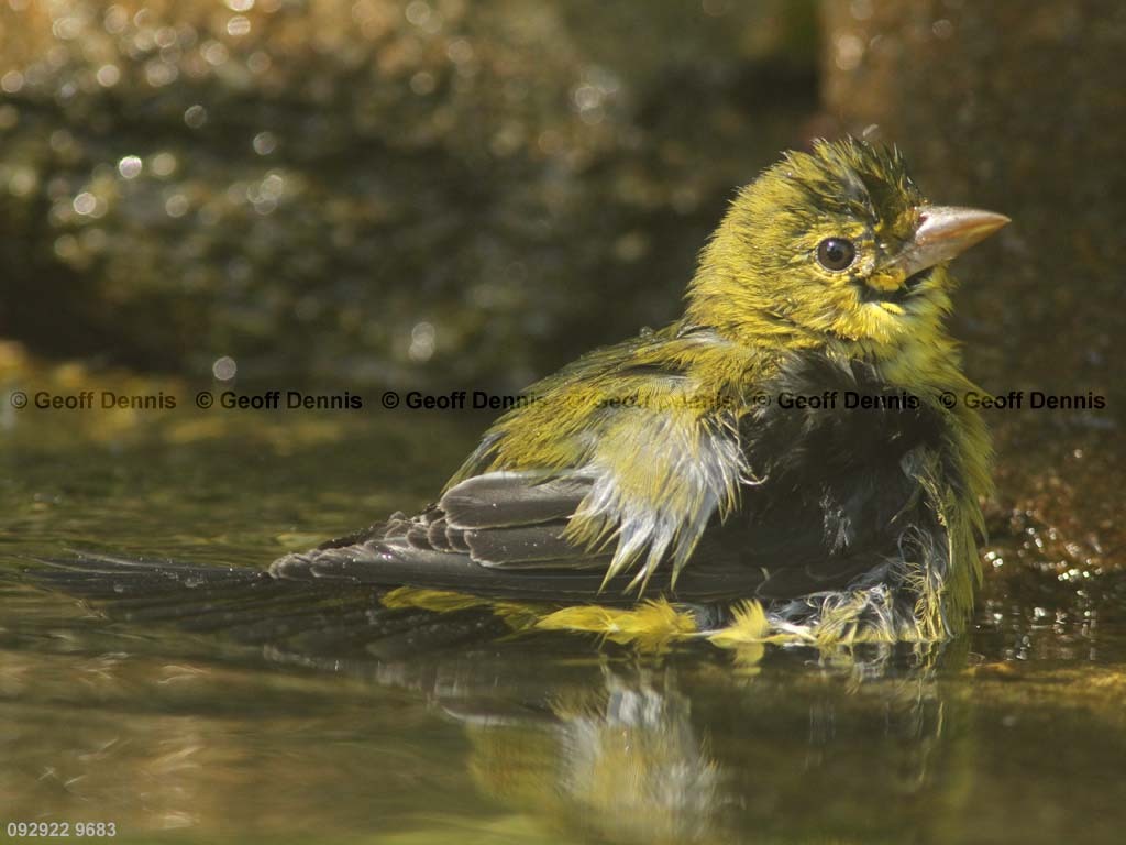 SCTA-BN_Scarlet-Tanager