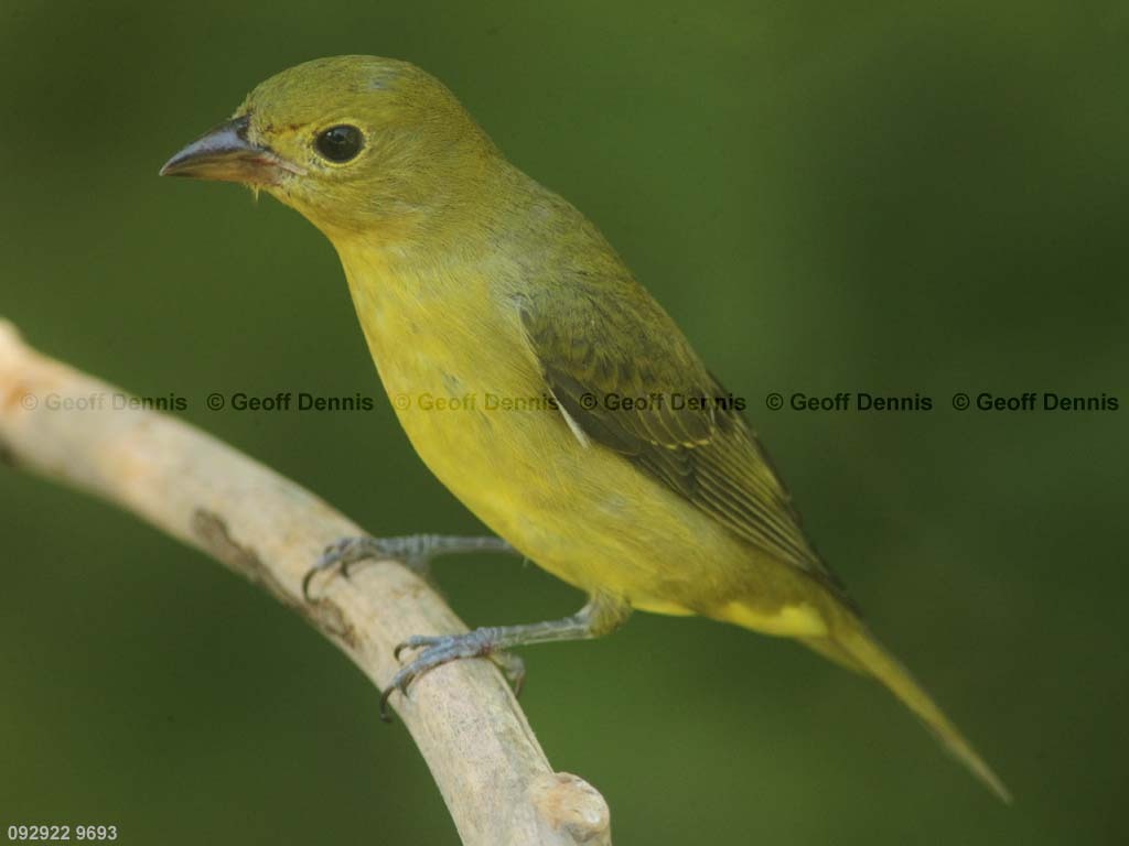 SCTA-BO_Scarlet-Tanager