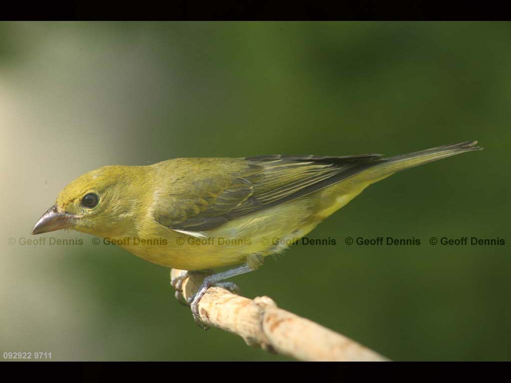 SCTA-BP_Scarlet-Tanager