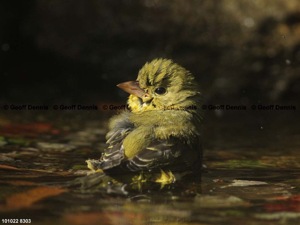 SCTA-BQ_Scarlet-Tanager