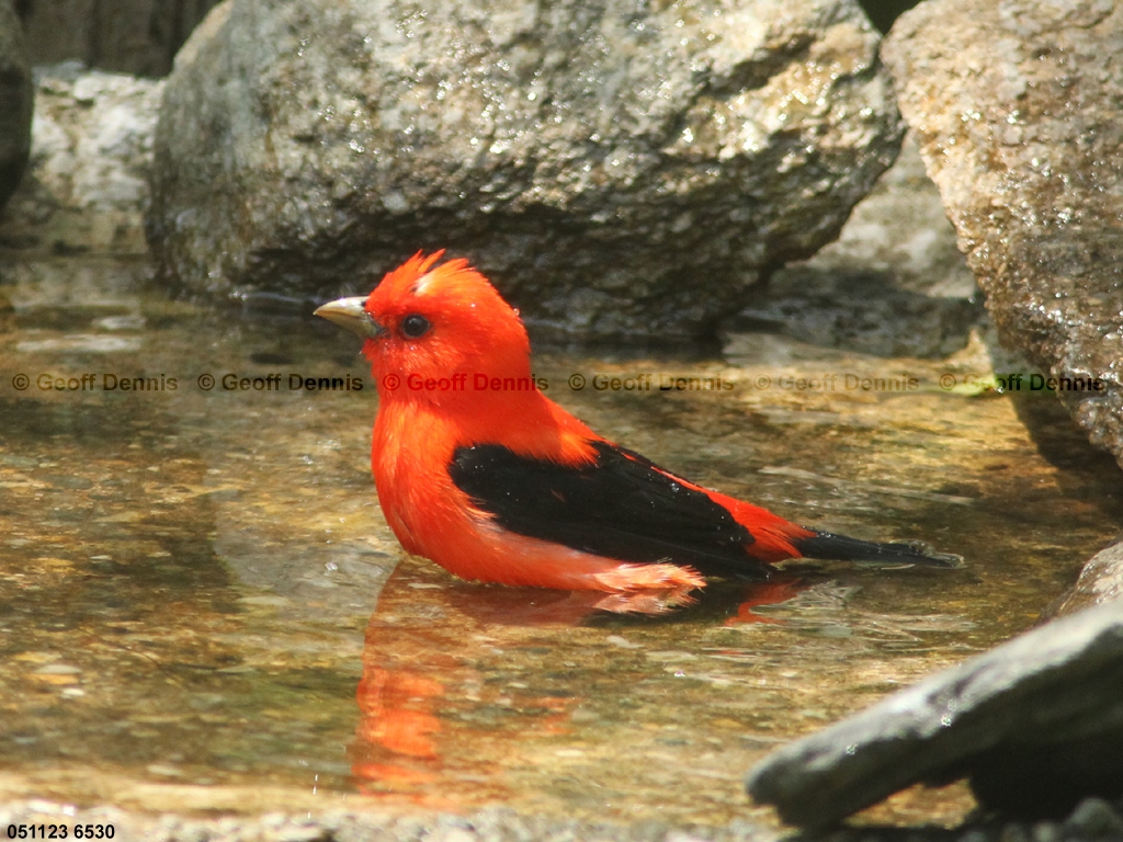 SCTA-BS_Scartlet-Tanager