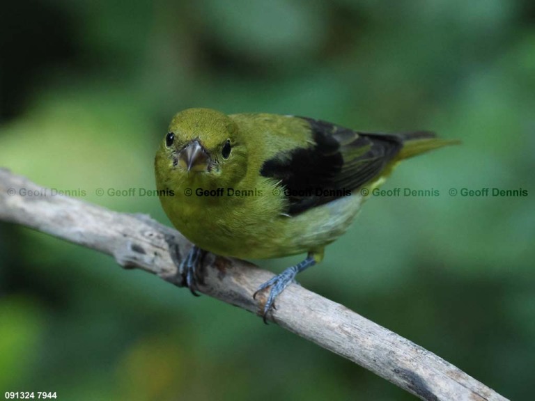 SCTA-BT_Scarlet-Tanager