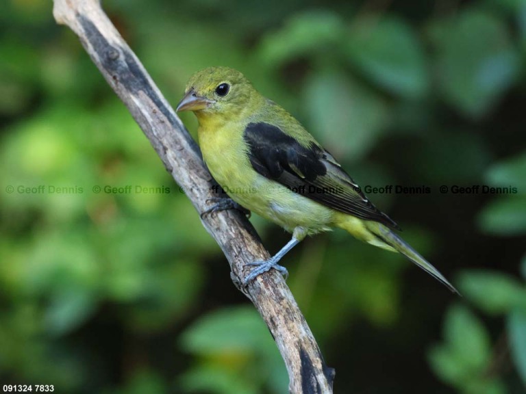 SCTA-BU_Scarlet-Tanager