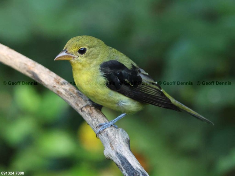 SCTA-BW_Scarlet-Tanager