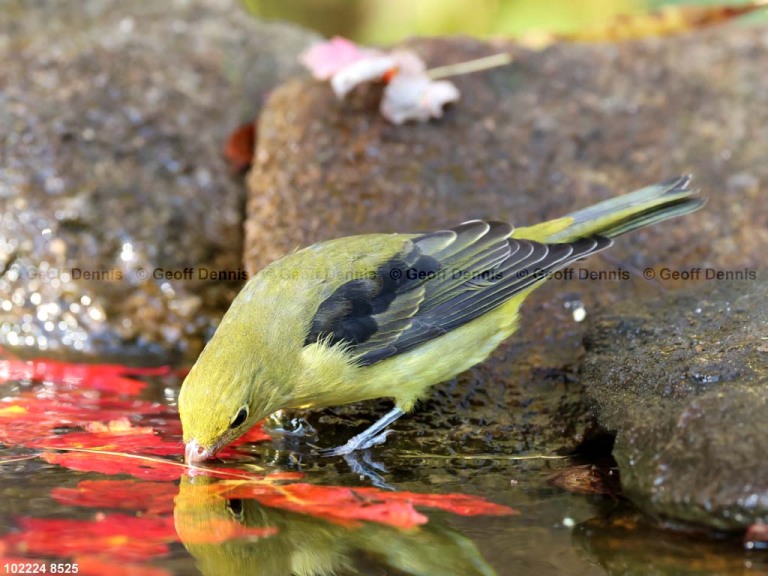 SCTA-CA_Scarlet-Tanager