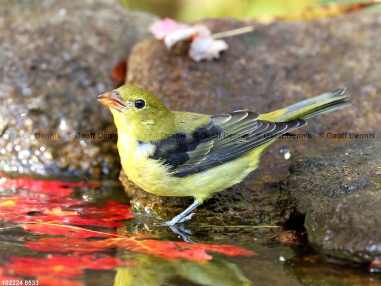 SCTA-CB_Scarlet-Tanager