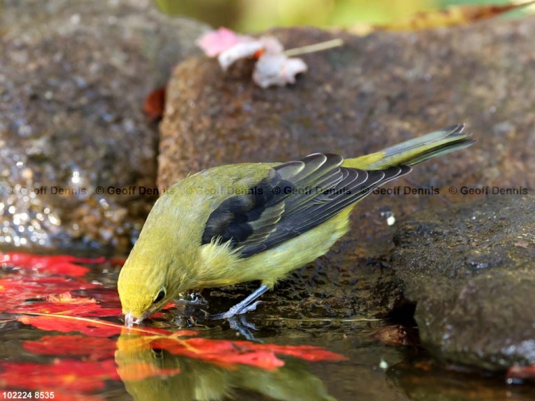 SCTA-CC_Scarlet-Tanager