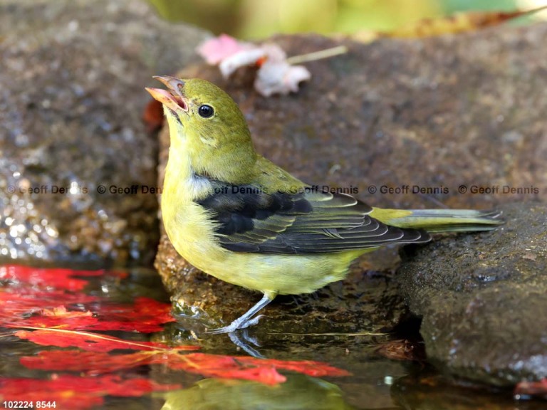 SCTA-CD_Scarlet-Tanager