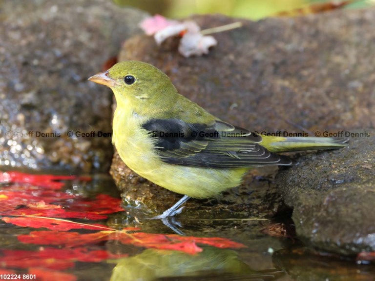 SCTA-CE_Scarlet-Tanager