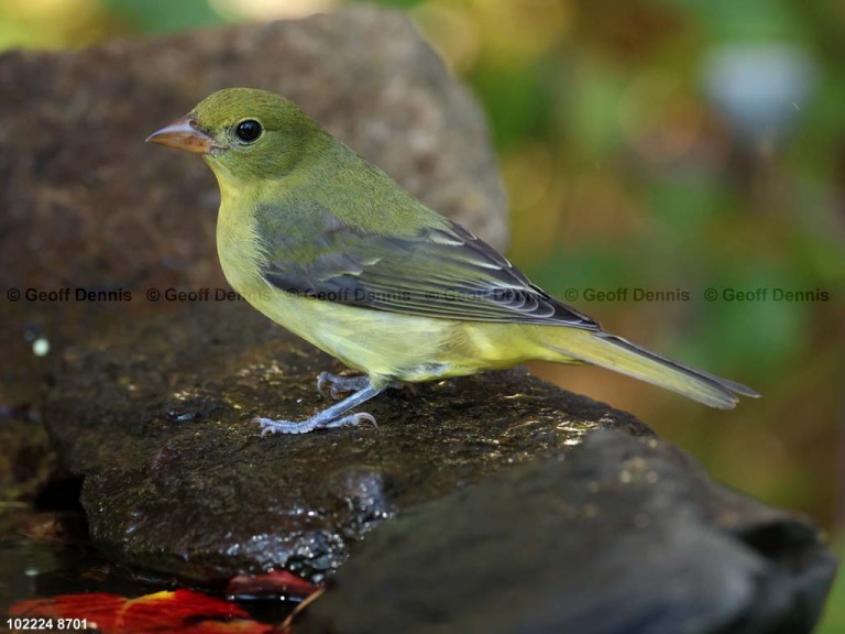 SCTA-CJ_Scarlet-Tanager