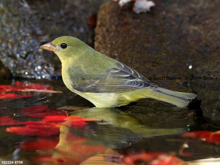 SCTA-CK_Scarlet-Tanager