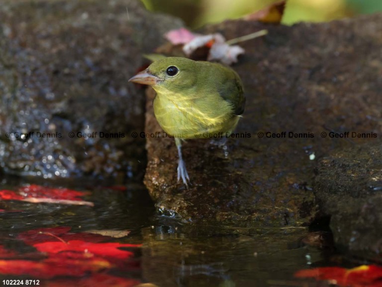 SCTA-CL_Scarlet-Tanager