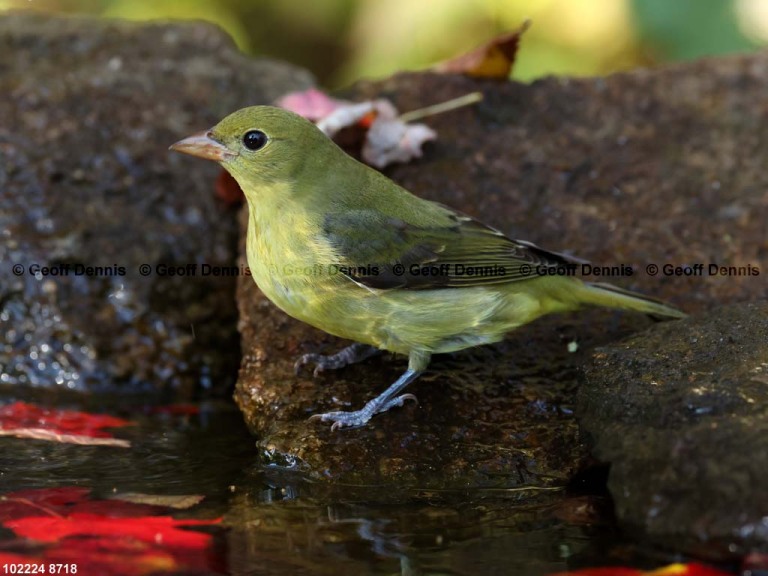 SCTA-CM_Scarlet-Tanager