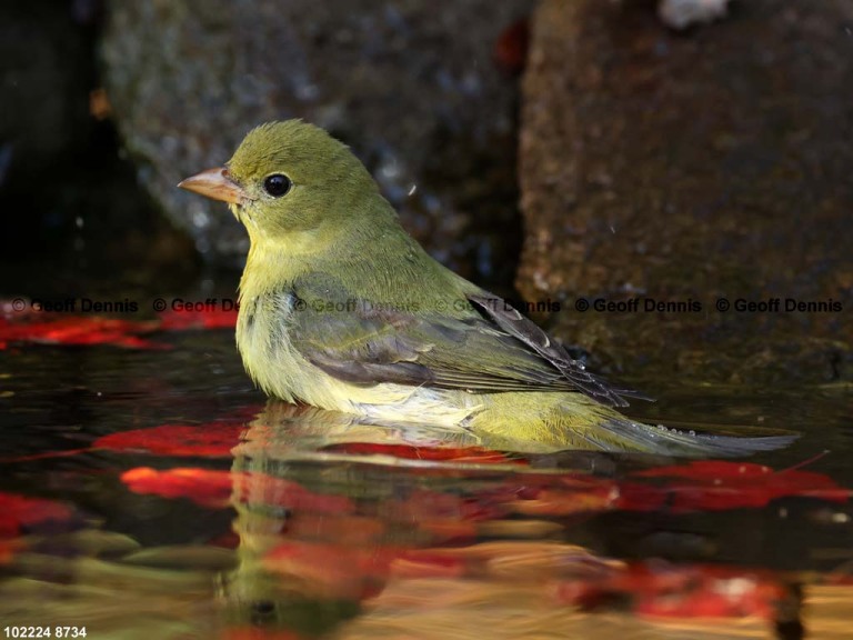 SCTA-CN_Scarlet-Tanager