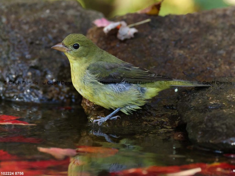 SCTA-CO_Scarlet-Tanager