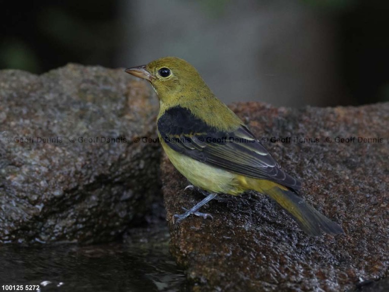 SCTA-CQ_Scarlet-Tanager