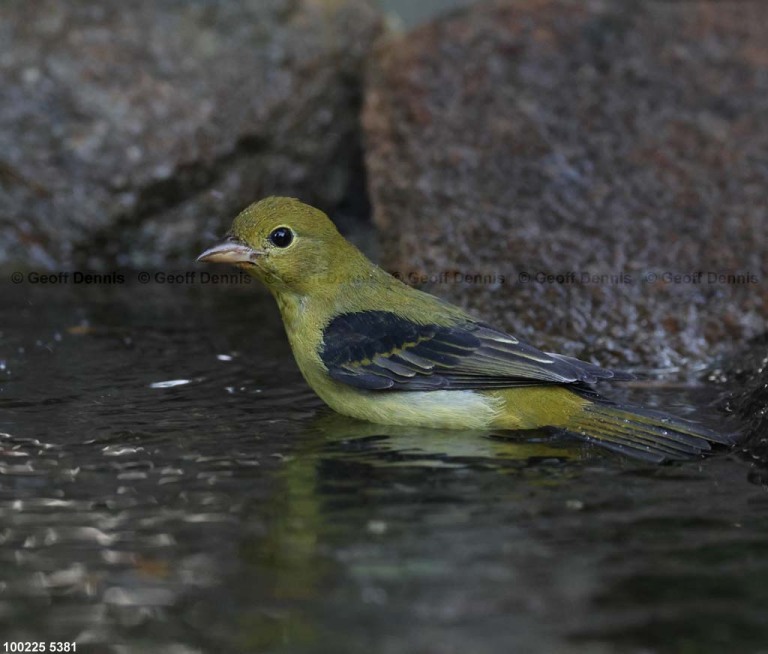 SCTA-CR_Scarlet-Tanager