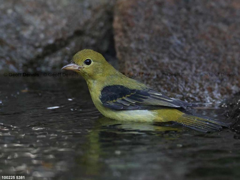 SCTA-CR_Scarlet-Tanager
