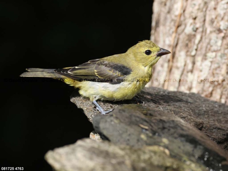 SCTA-CS_Scarlet-Tanager