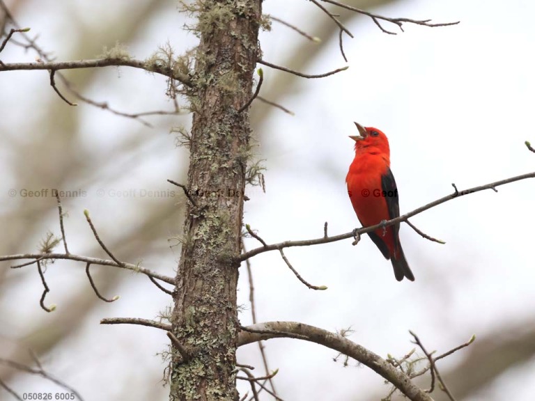 SCTA-CW_Scarlet-Tanager