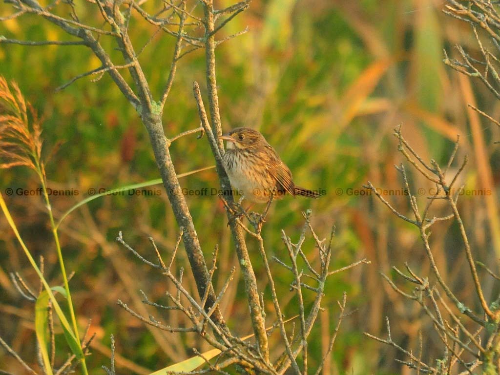 SESP-AA_Seaside-Sparrow