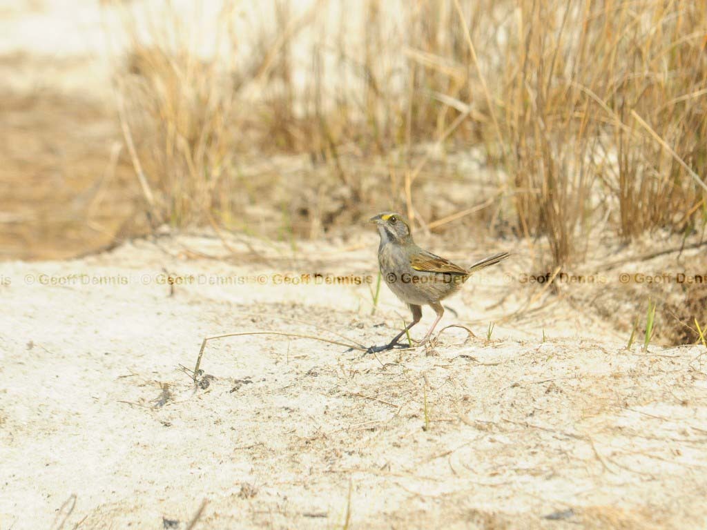 SESP-AB_Seaside-Sparrow