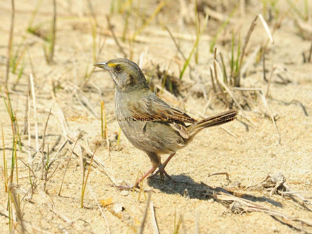 SESP-AC_Seaside-Sparrow