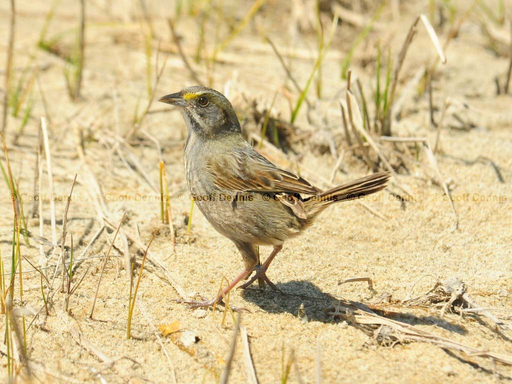 SESP-AD_Seaside-Sparrow