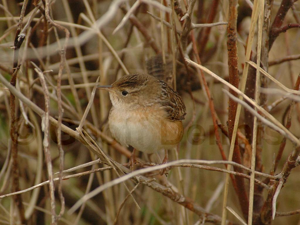 SEWR-AA_Sedge-Wren