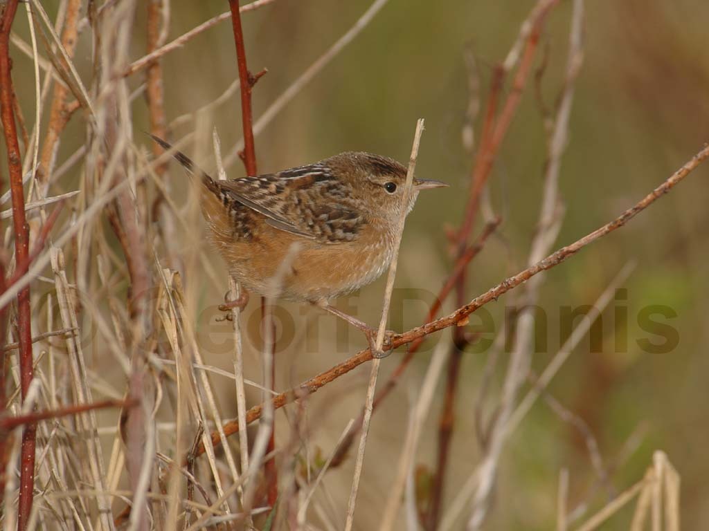 SEWR-AB_Sedge-Wren