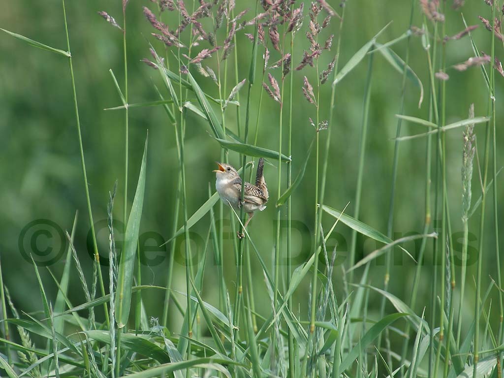SEWR-AC_Sedge-Wren