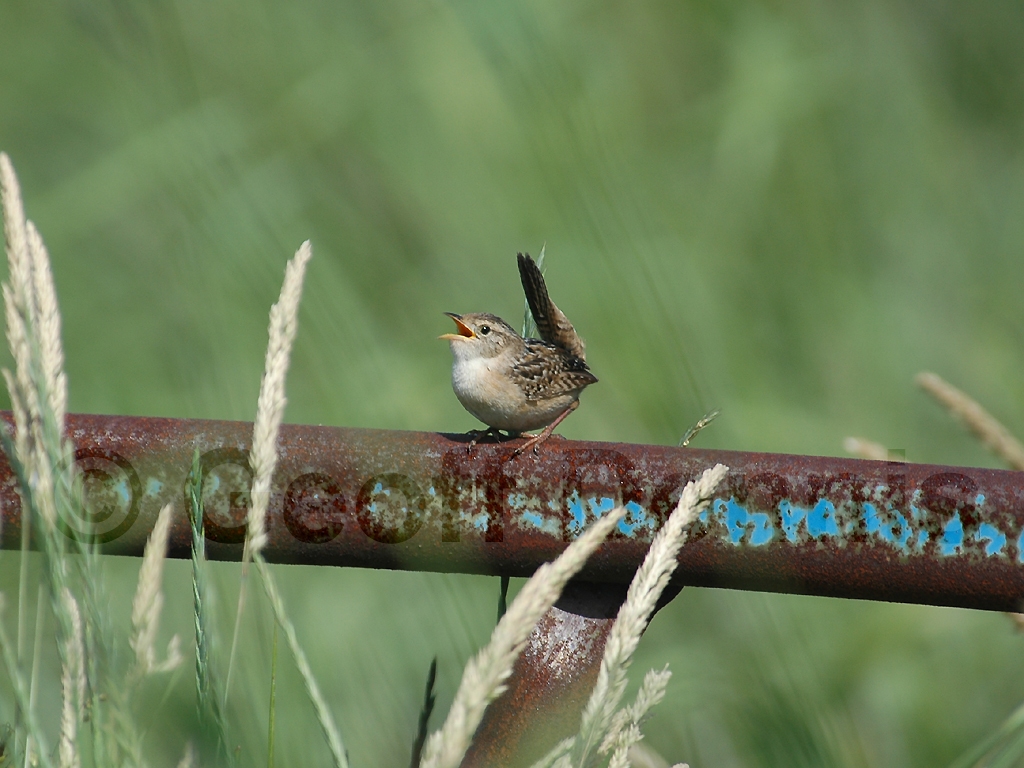 SEWR-AD_Sedge-Wren