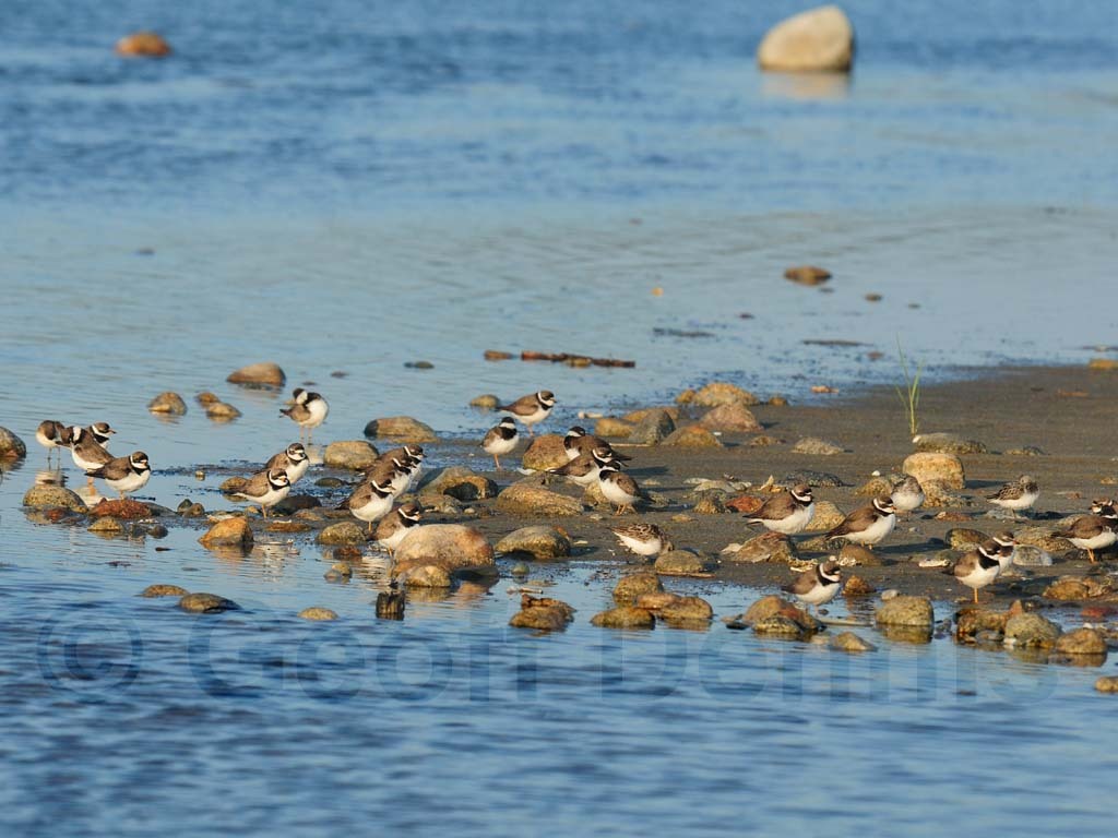 SEPL-AA_Semipalmated-Plover