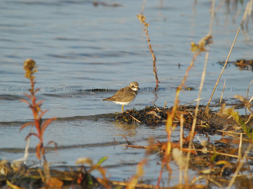 SEPL-AB_Semipalmated-Plover