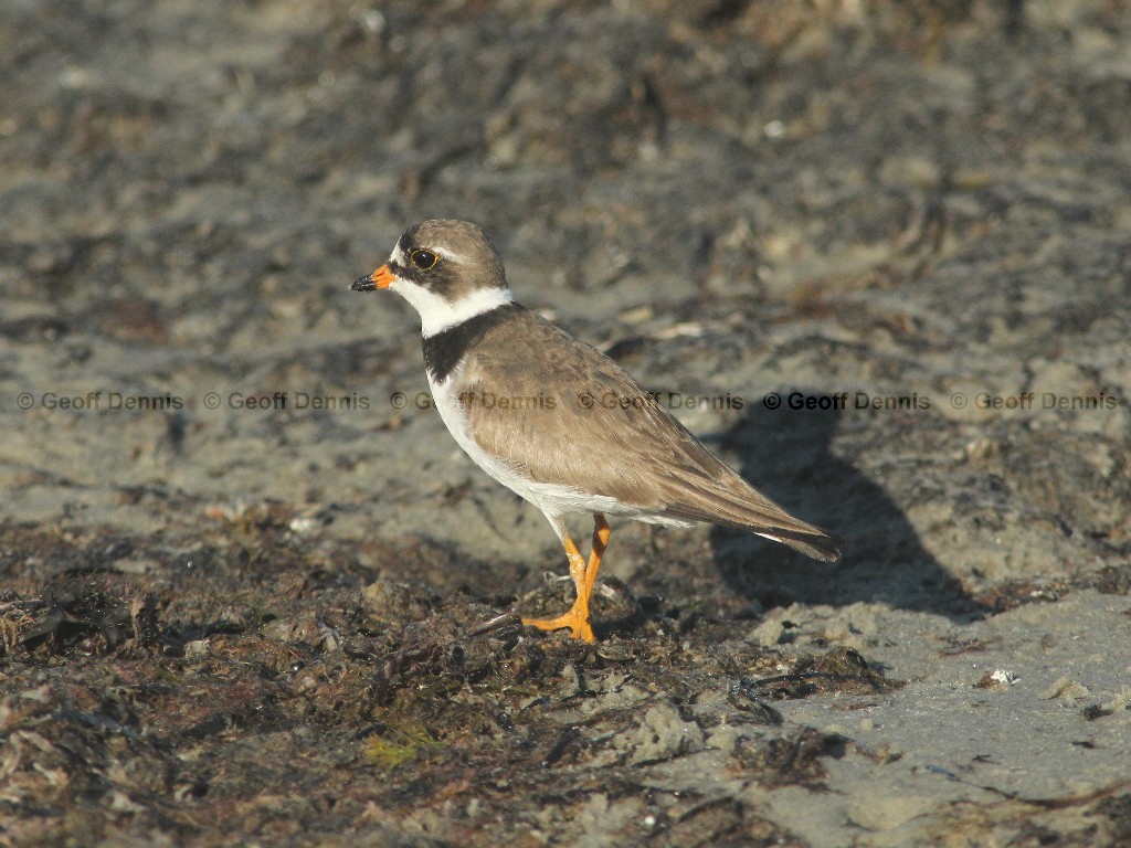 SEPL-AC_Semipalmated-Plover