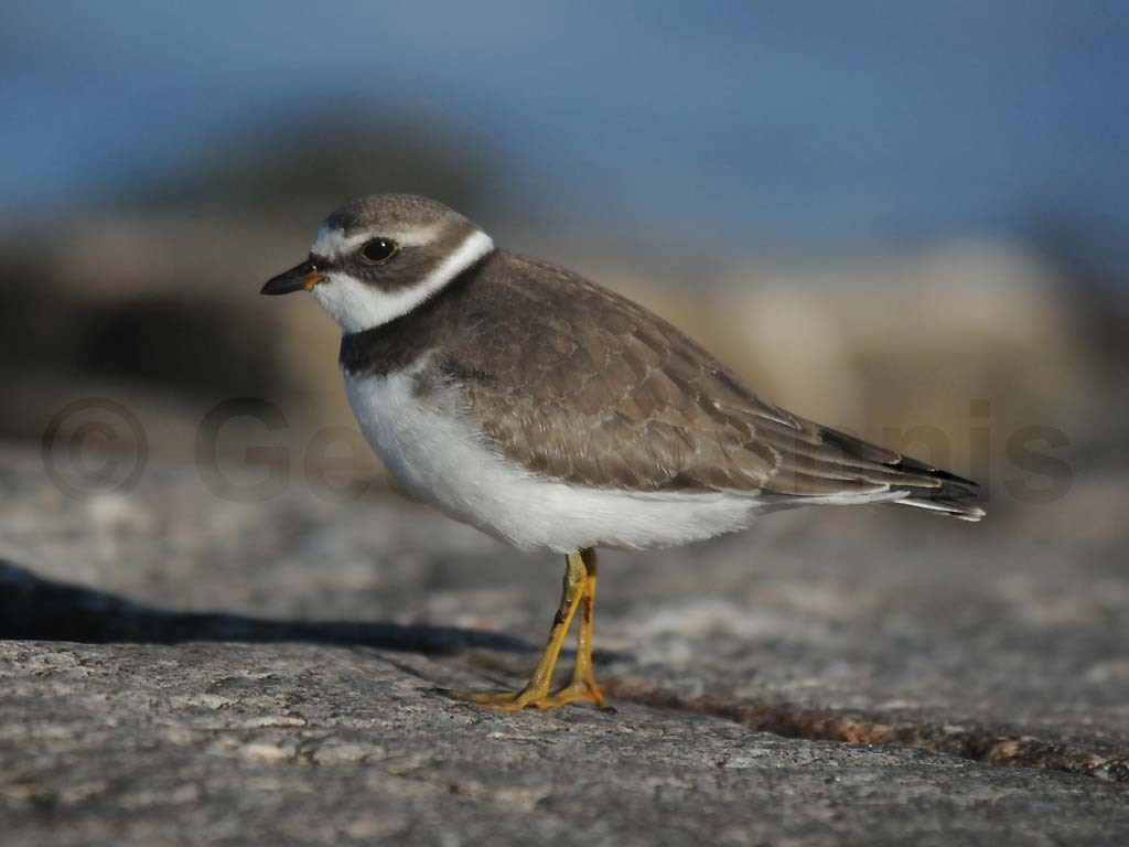 SEPL-AD_Semipalmated-Plover