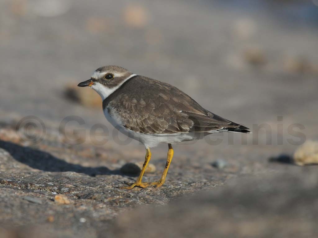 SEPL-AE_Semipalmated-Plover